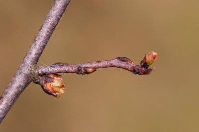 Cercis siliquastrum - zmarilka jidášova - pupen